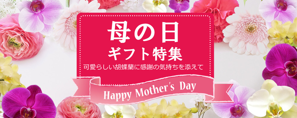母の日に贈る胡蝶蘭