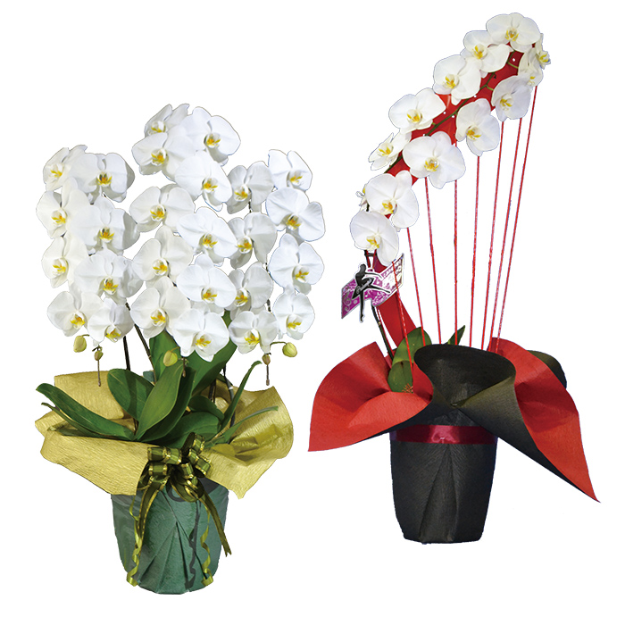 予算 値段で選ぶ 胡蝶蘭の贈り物なら専門店 らんや 黒臼洋蘭園通販