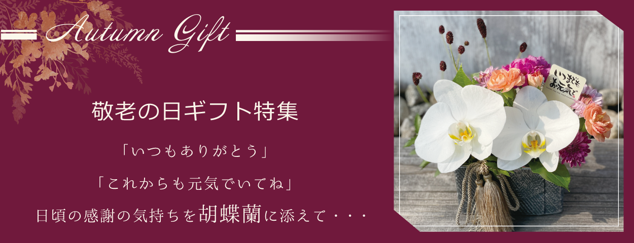 敬老の日に贈る胡蝶蘭