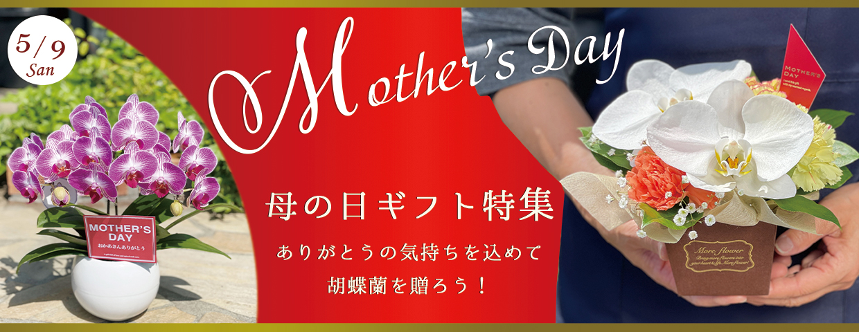 母の日に贈る胡蝶蘭