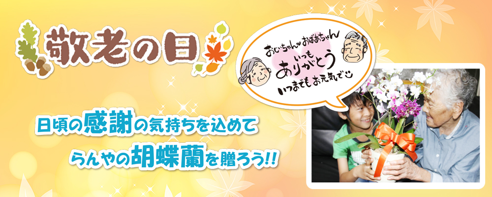敬老の日に贈る胡蝶蘭