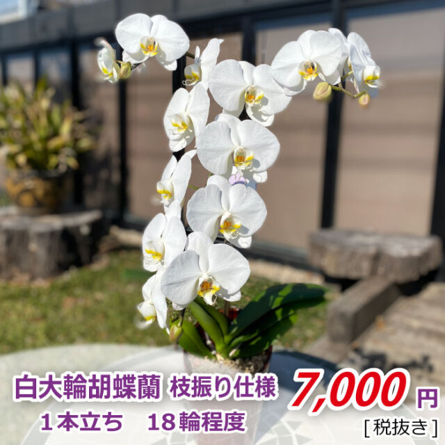 白大輪1本立ち 枝振り仕様 価格