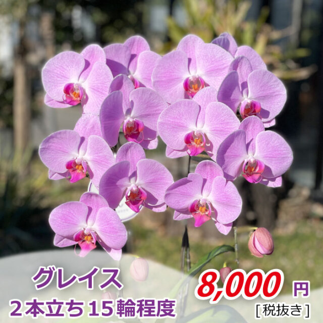 グレイス1株2F_金額
