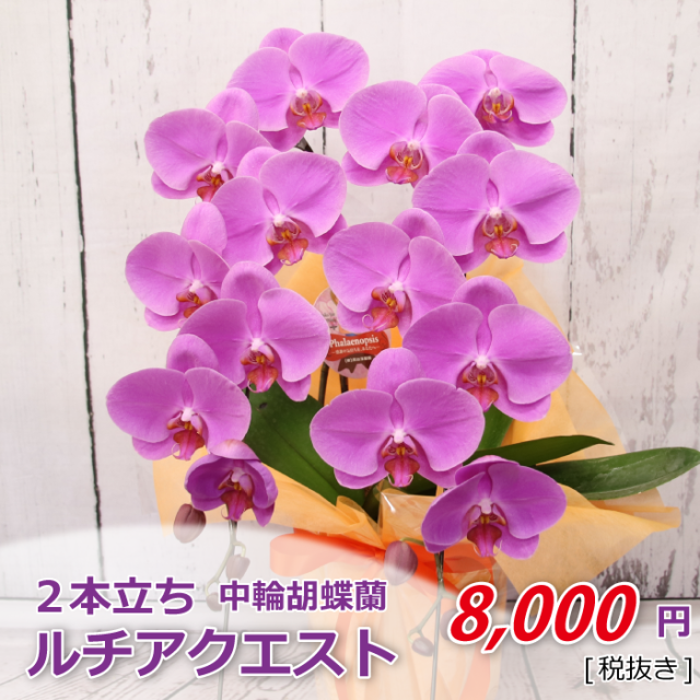 ルチアクエスト2本立