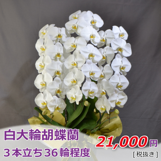 3本立ち36輪
