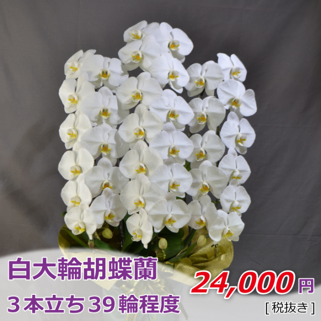 3本立ち39輪