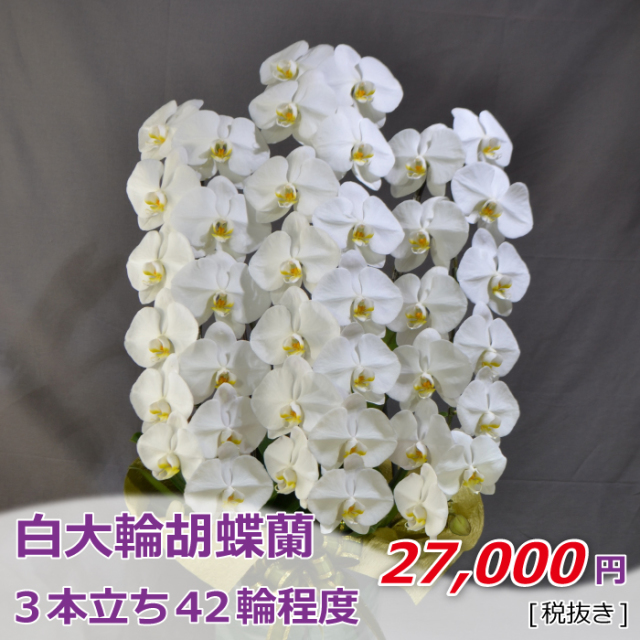 3本立ち42輪