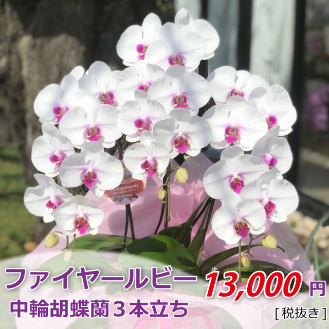ファイヤールビー 3本立ち
