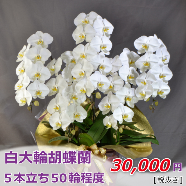 5本立ち50輪