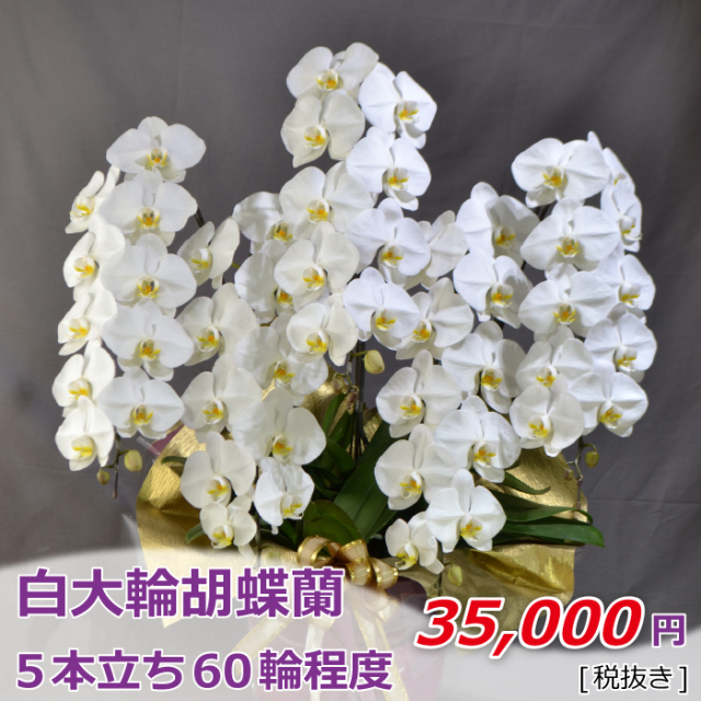 5本立ち60輪