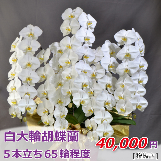 5本立ち65輪