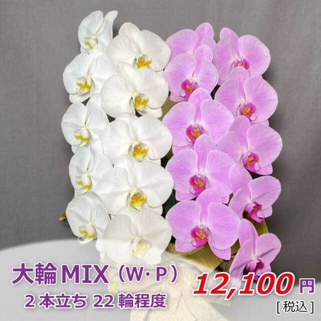 大輪MIX2本立ち 価格