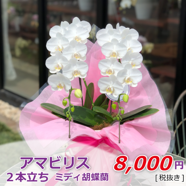 アマビリス 2本立 ちいさめ