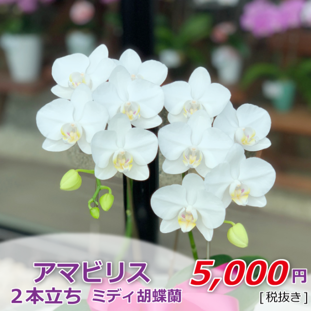 アマビリス2本立ち