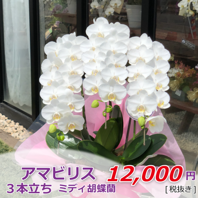 アマビリス 3本立 ちいさめ