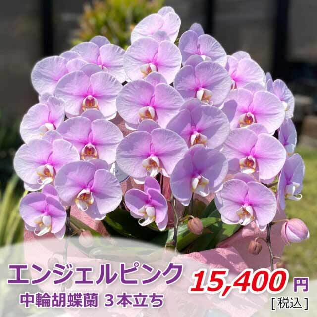 エンジェルピンク3本立ち 値段