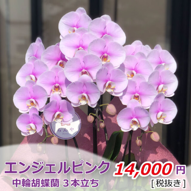 エンジェルピンク3本立ち 値段