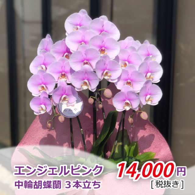 エンジェルピンク3f金額