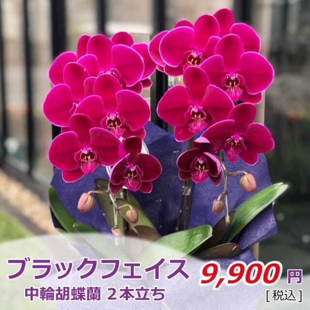 ブラックフェイス2本(税込)
