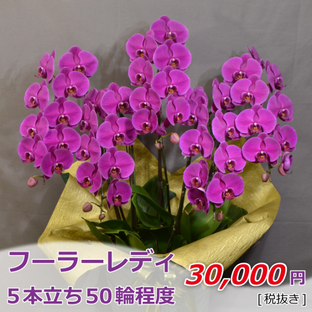 フーラーレディ5f50