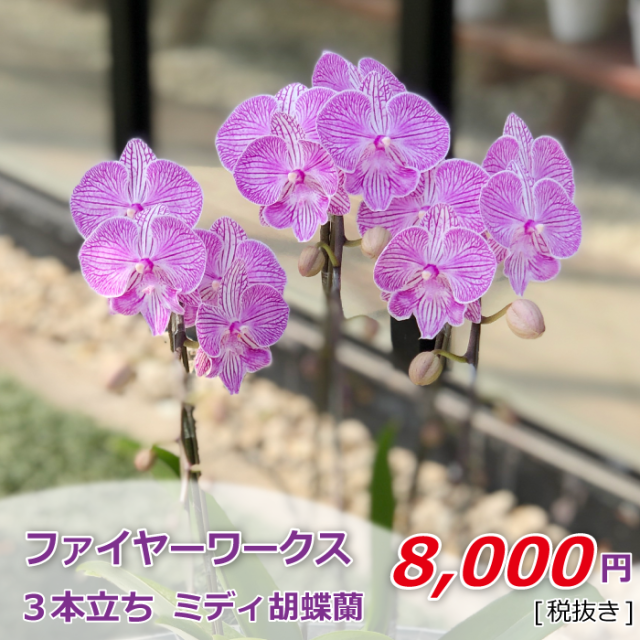 ファイヤーワークス 3本立
