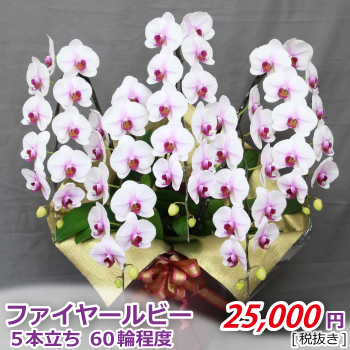 ファイヤールビー5本立