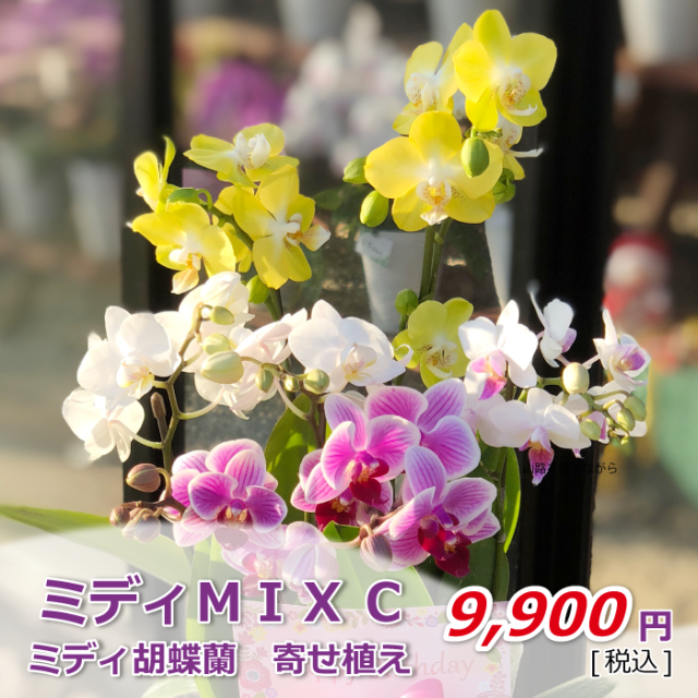 ミディMIXC