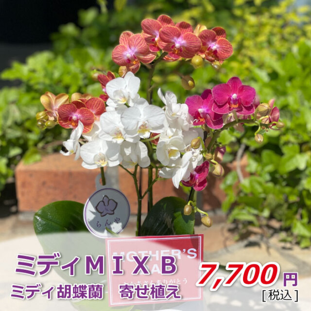 ミディMIX 2021母の日 値段