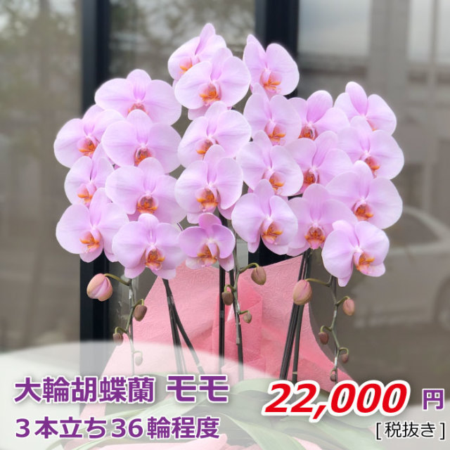 モモ 3本立ち36輪
