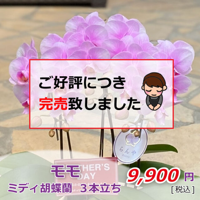 モモ 3本立ち 完売