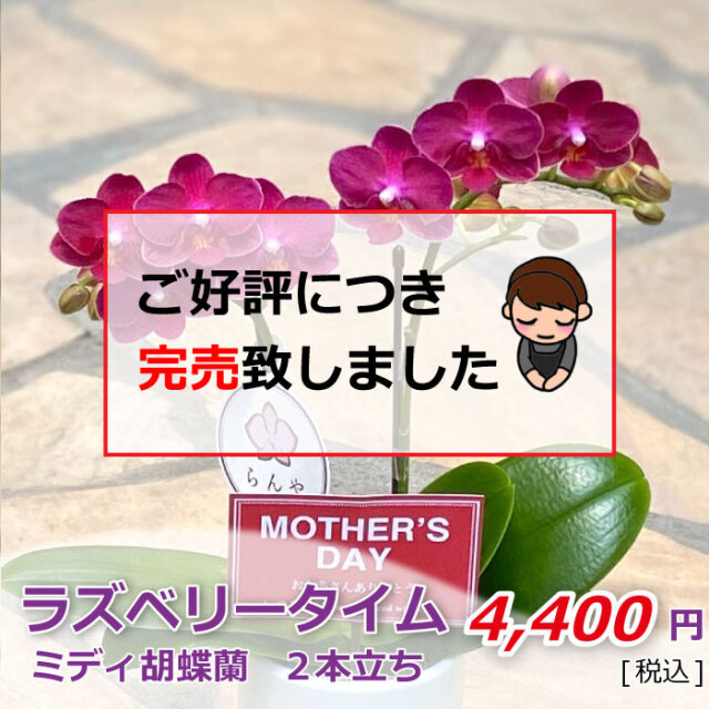 ラズベリータイム 2本立ち 完売