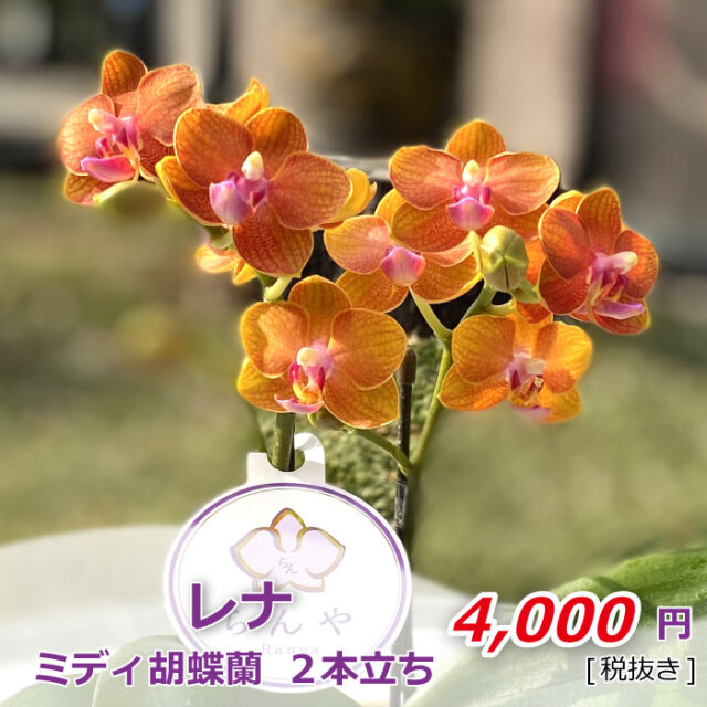レナ2本立ち 値段