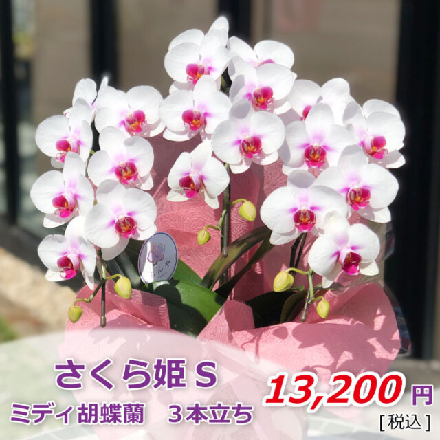 さくら姫S3本(税込)
