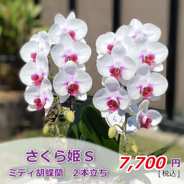 さくら姫S2本立ち 価格
