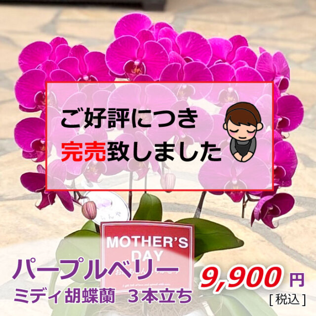 売り切れ パープルベリー3本立ち