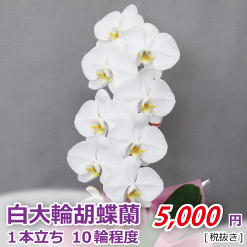 白大輪1本立ち