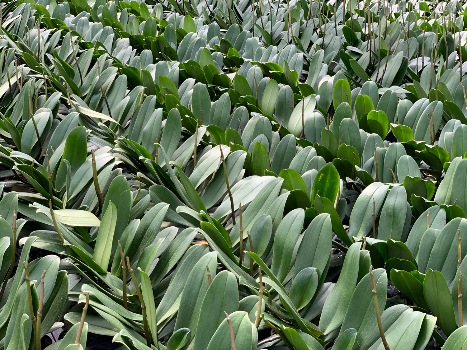 最大46%OFFクーポン 自宅で育てる胡蝶蘭の苗 送料無料