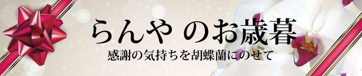 お歳暮に贈る胡蝶蘭