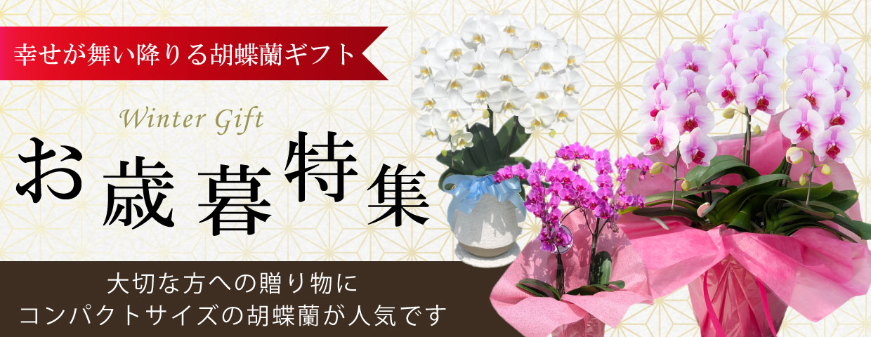 お歳暮に贈る胡蝶蘭