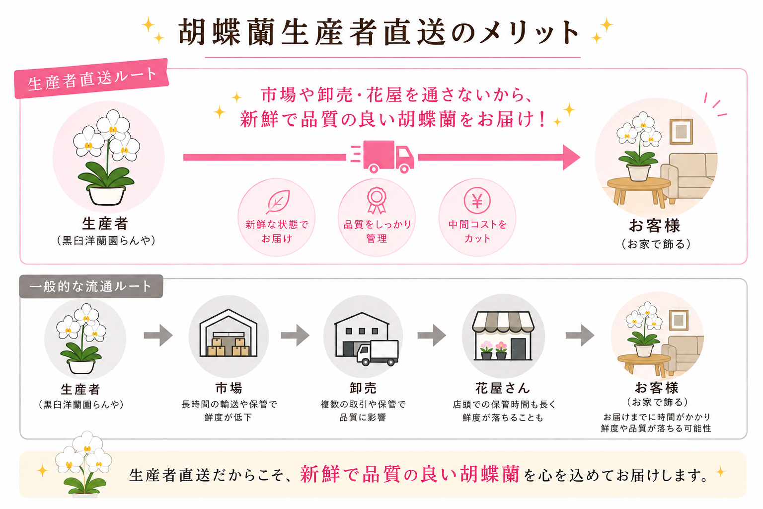 生産者直送胡蝶蘭