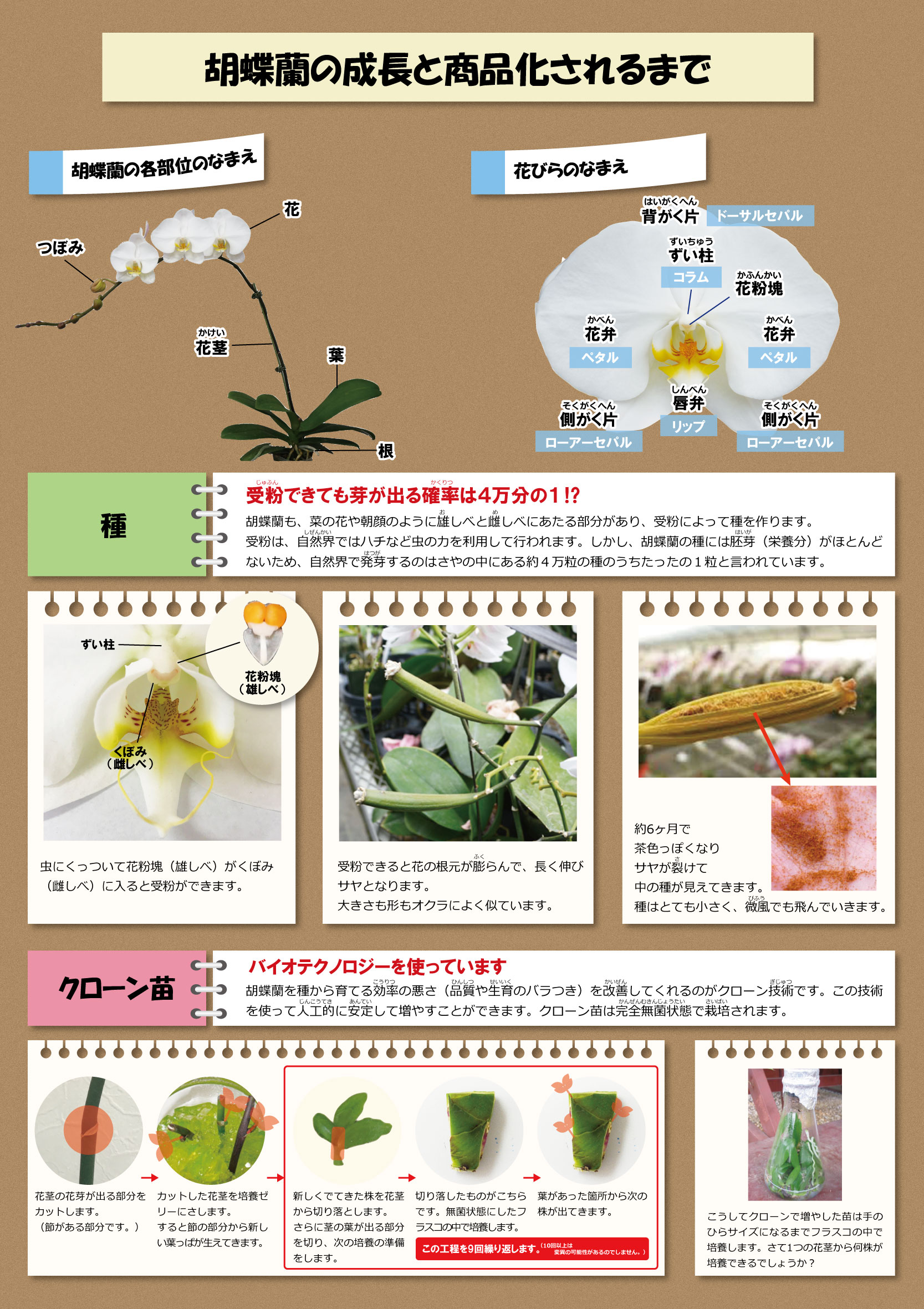 胡蝶蘭の成長と商品化