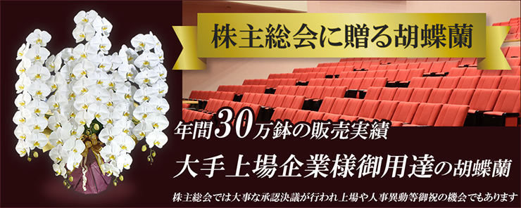 株主総会に贈る胡蝶蘭