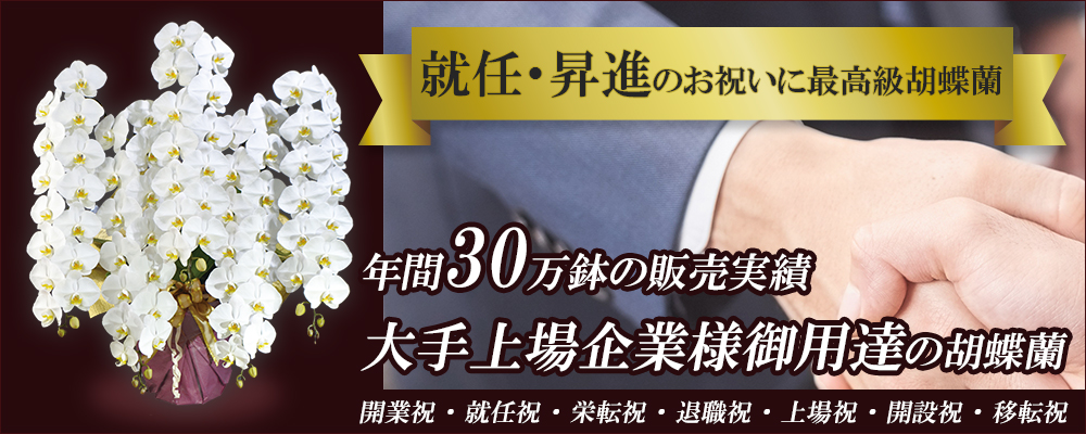 就任・栄転お祝いに贈る胡蝶蘭