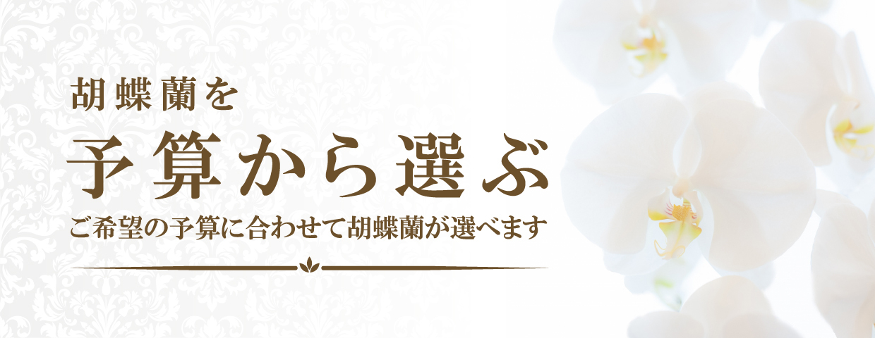 タイトル 30 000円未満の胡蝶蘭 胡蝶蘭の贈り物なら専門店 らんや 黒臼洋蘭園通販