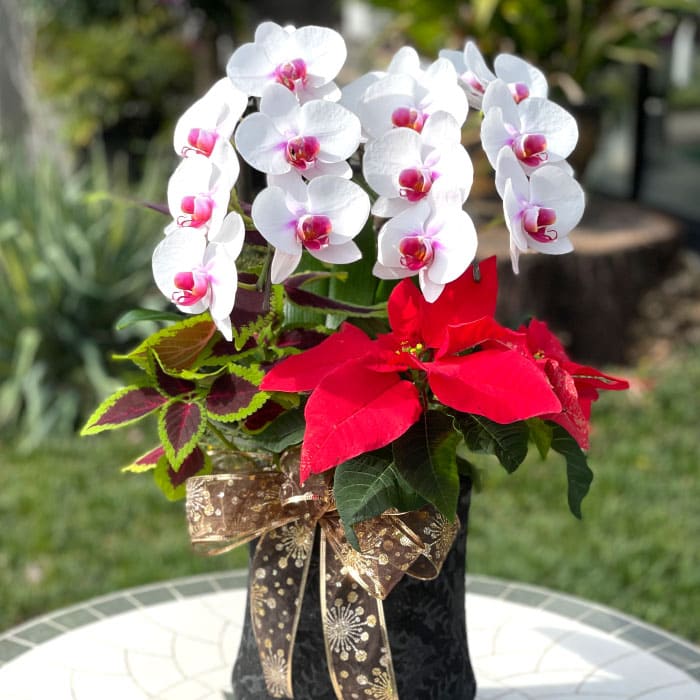クリスマス寄せ植え