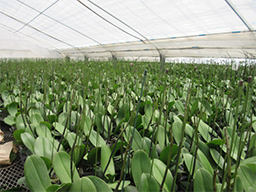 重要 胡蝶蘭のお手入れに欠かせない 水やり を解説 らんや T I M E S