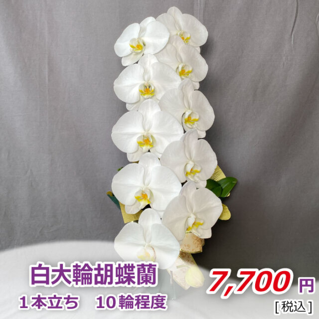 お悔やみ お供えの花に胡蝶蘭が選ばれる理由 らんや T I M E S