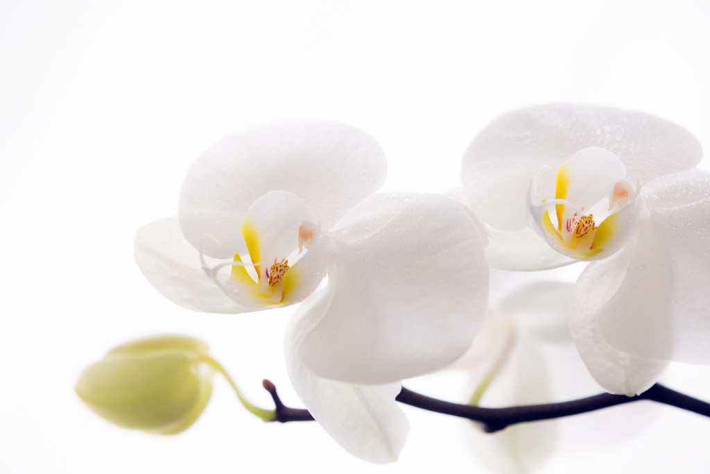 黒臼洋蘭園の存在感のある胡蝶蘭。お祝いの花として喜ばれる胡蝶蘭