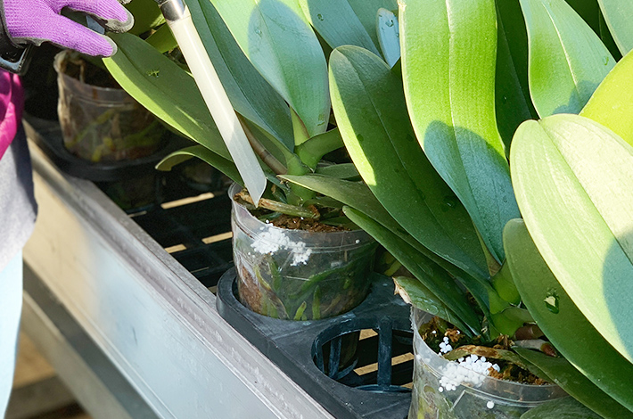 黒臼洋蘭園の胡蝶蘭の長持ちさせるお手入れ方法。胡蝶蘭と肥料
