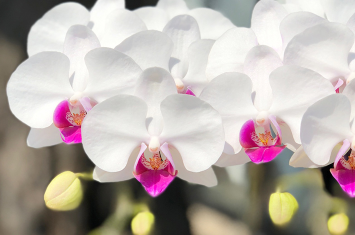お祝いギフトに人気の胡蝶蘭「縁起の良い花言葉」。らんやタイムズ。黒臼洋蘭園